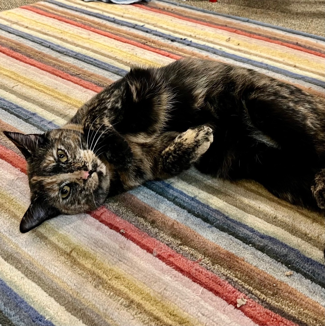 Attina, a Adoptable Tortoiseshell in Cranford, NJ image 1/12