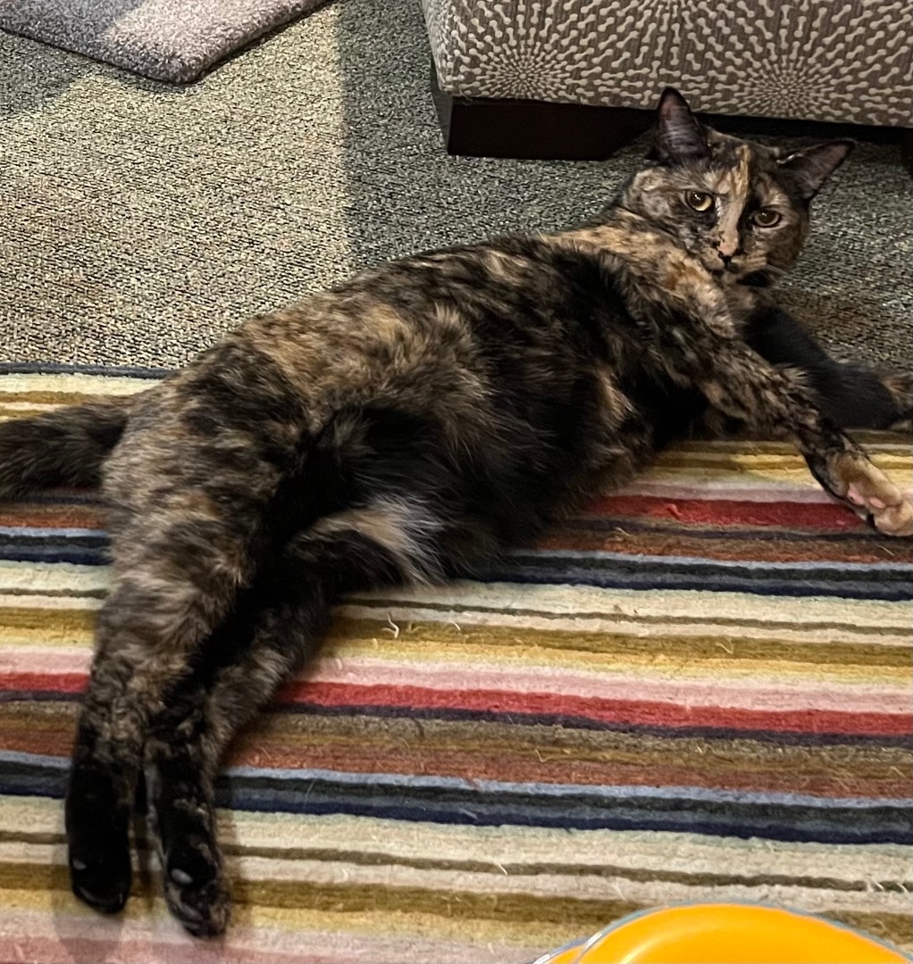 Attina, a Adoptable Tortoiseshell in Cranford, NJ image 2/12