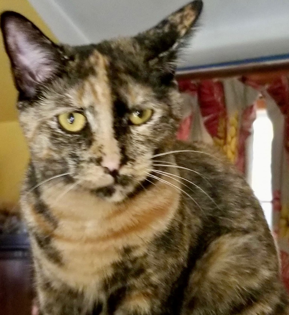 Attina, a Adoptable Tortoiseshell in Cranford, NJ image 3/12