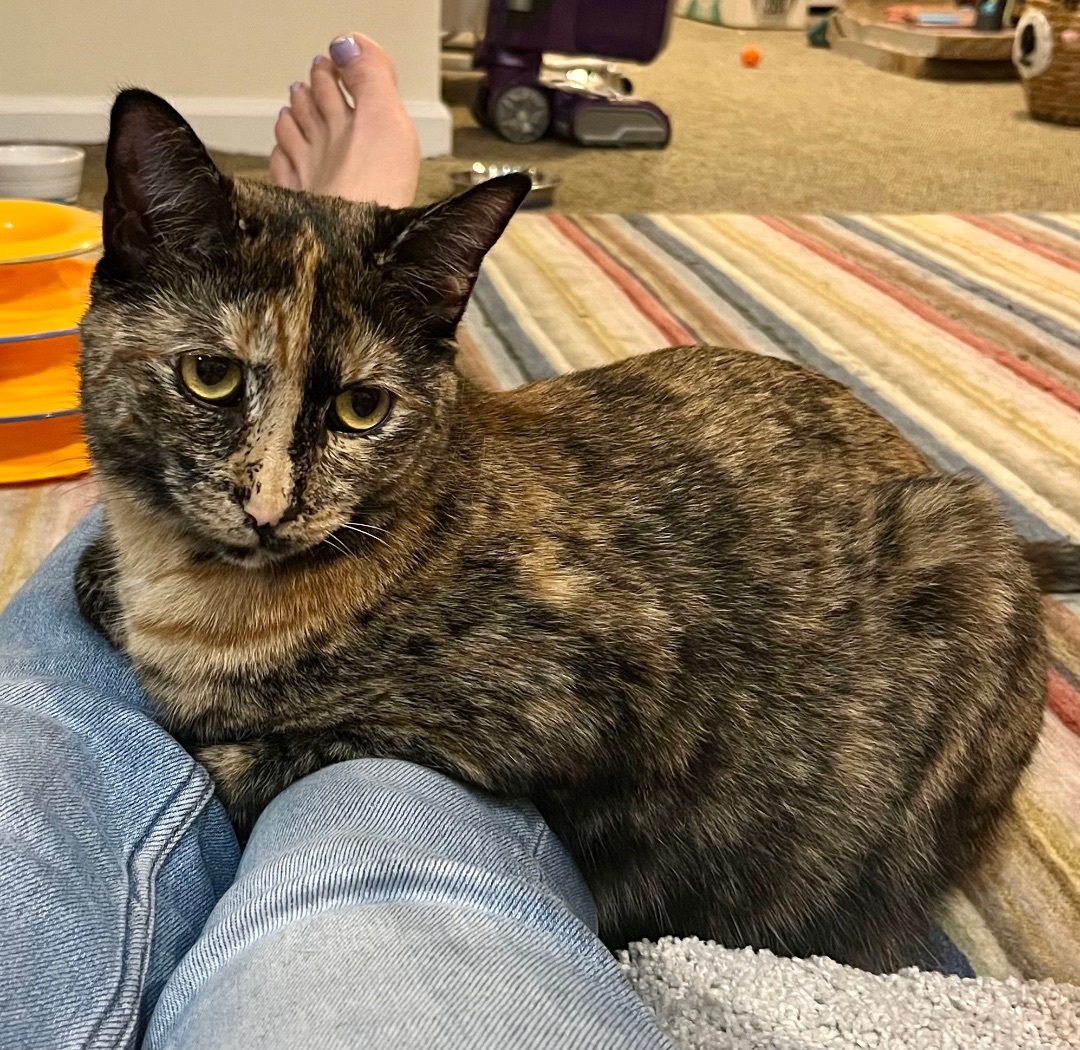 Attina, a Adoptable Tortoiseshell in Cranford, NJ image 4/12