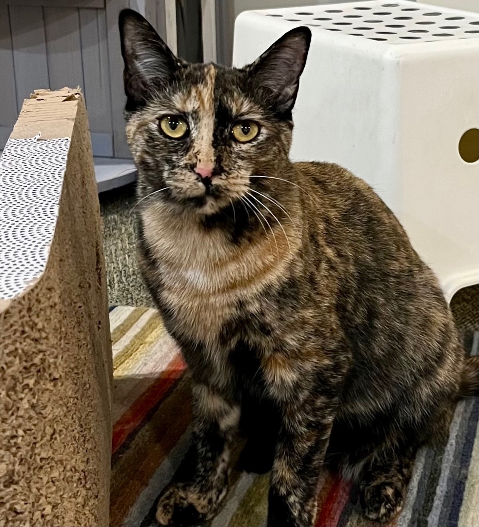 Attina, a Adoptable Tortoiseshell in Cranford, NJ image 5/12