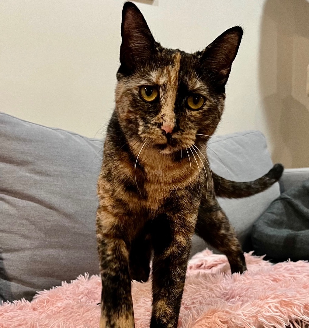 Attina, a Adoptable Tortoiseshell in Cranford, NJ image 6/12