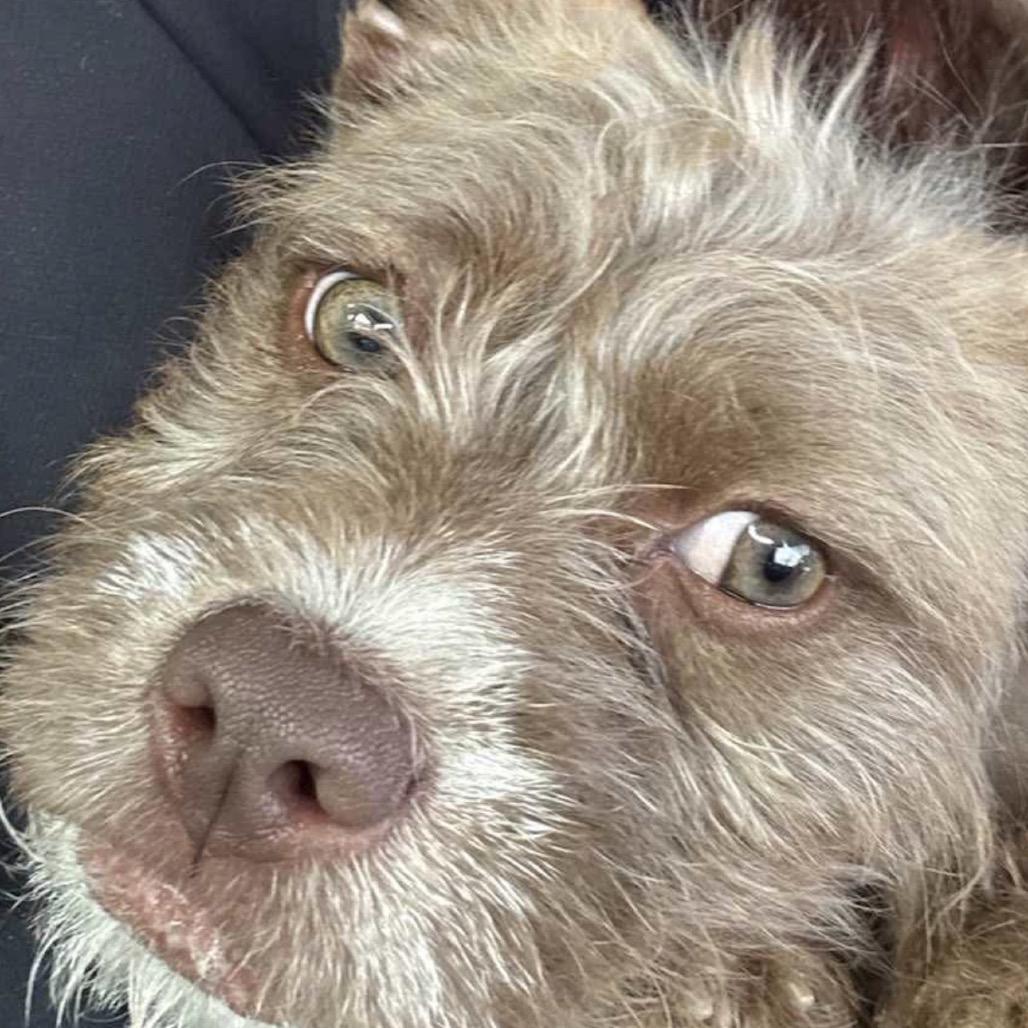 Enlarge Rougy, a Adoptable Terrier in Gulfport, MS image 1/6