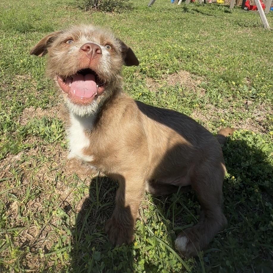 Enlarge Rougy, a Adoptable Terrier in Gulfport, MS image 2/6