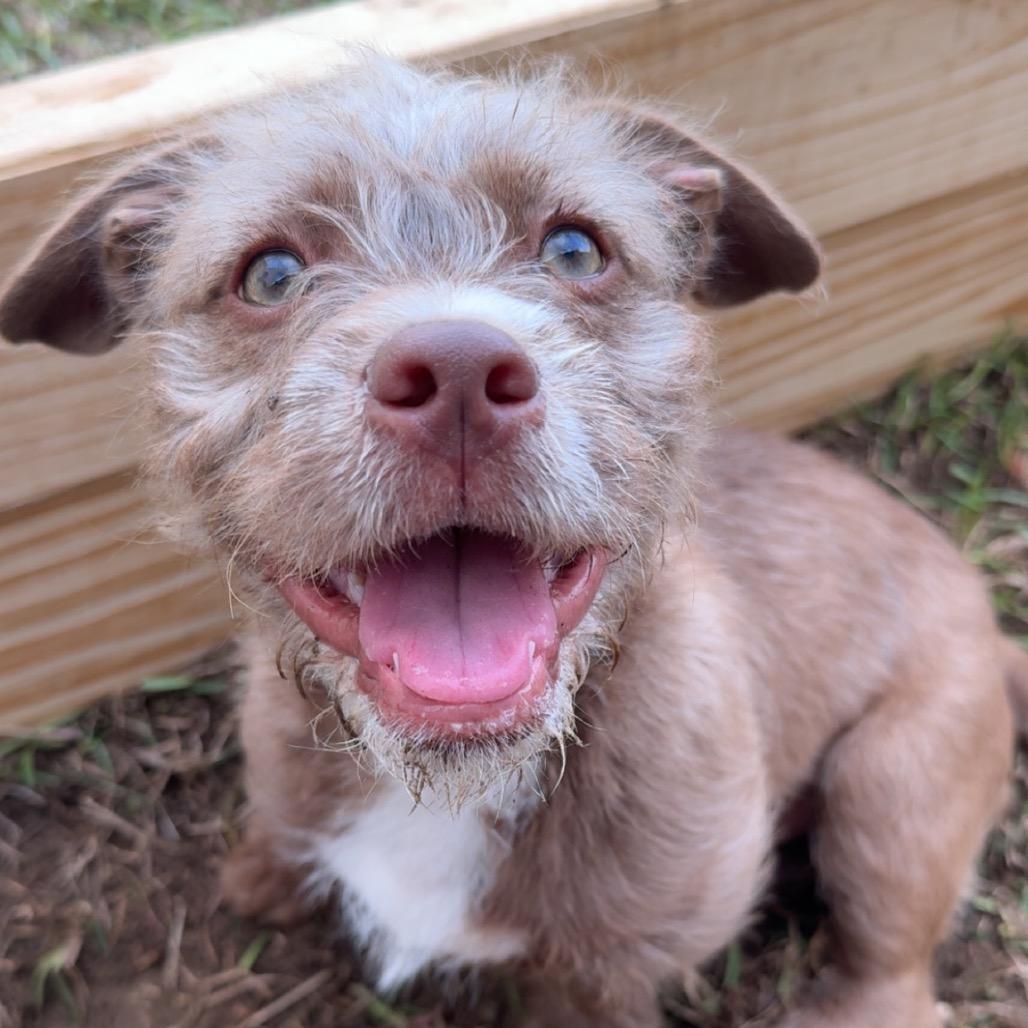 Enlarge Rougy, a Adoptable Terrier in Gulfport, MS image 3/6