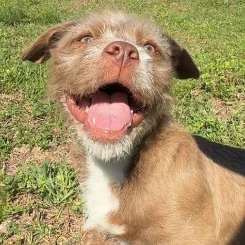 Enlarge Rougy, a Adoptable Terrier in Gulfport, MS image 4/6