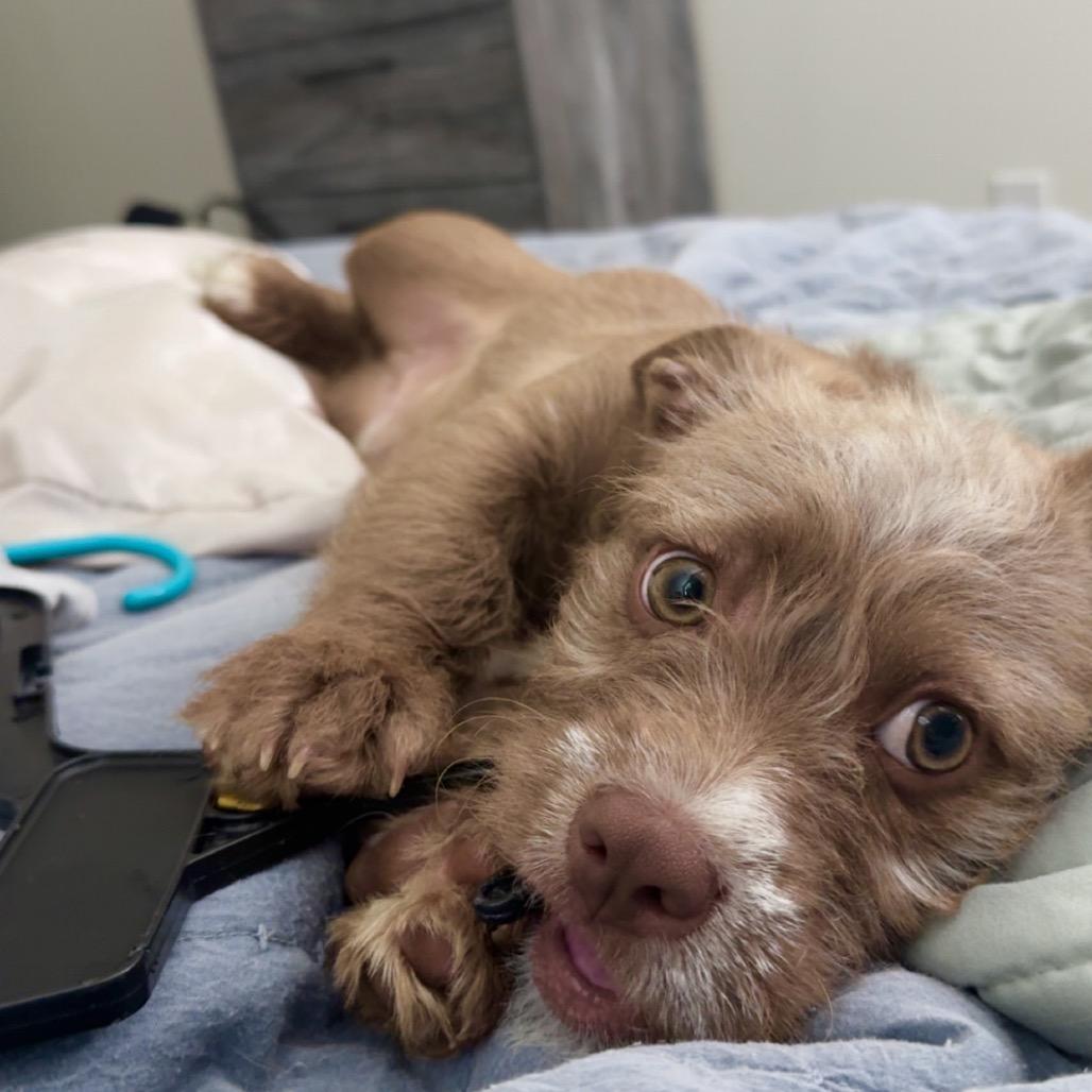 Enlarge Rougy, a Adoptable Terrier in Gulfport, MS image 5/6