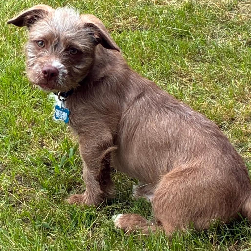 Enlarge Rougy, a Adoptable Terrier in Gulfport, MS image 6/6