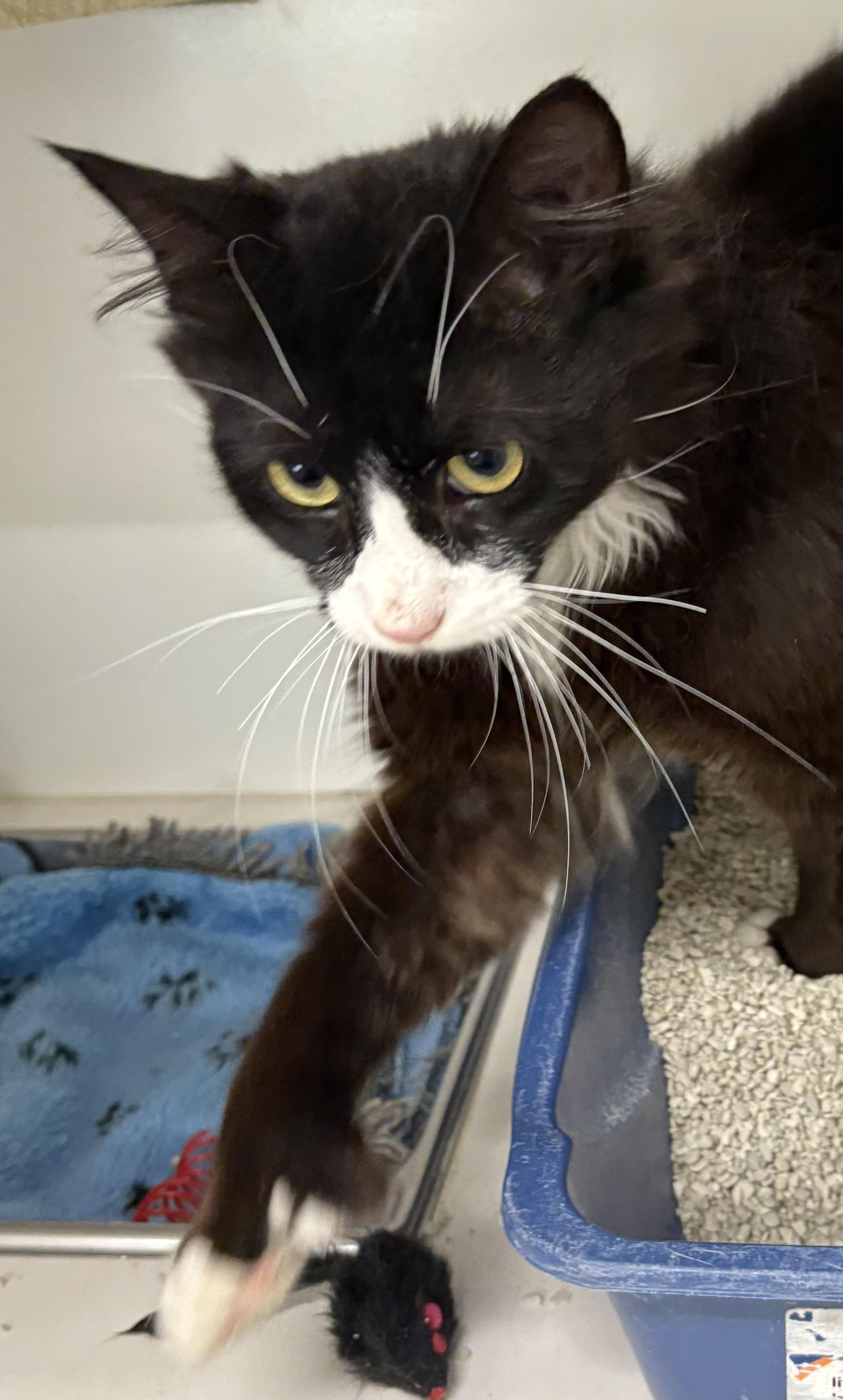 Maxwell, a ADOPTABLE Domestic Medium Hair in Mansfield, CT image 3/3