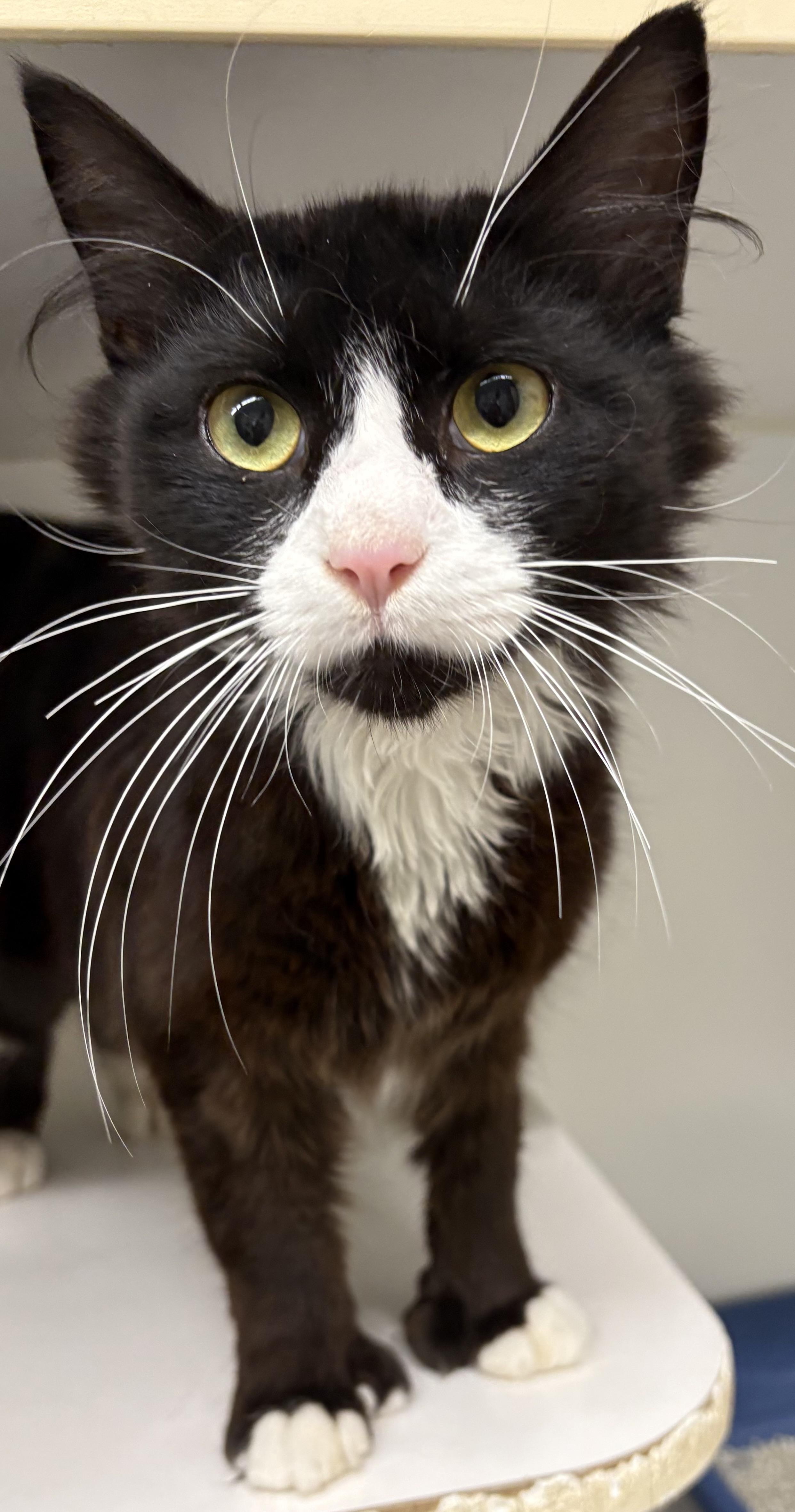Maxwell, a ADOPTABLE Domestic Medium Hair in Mansfield, CT image 1/3