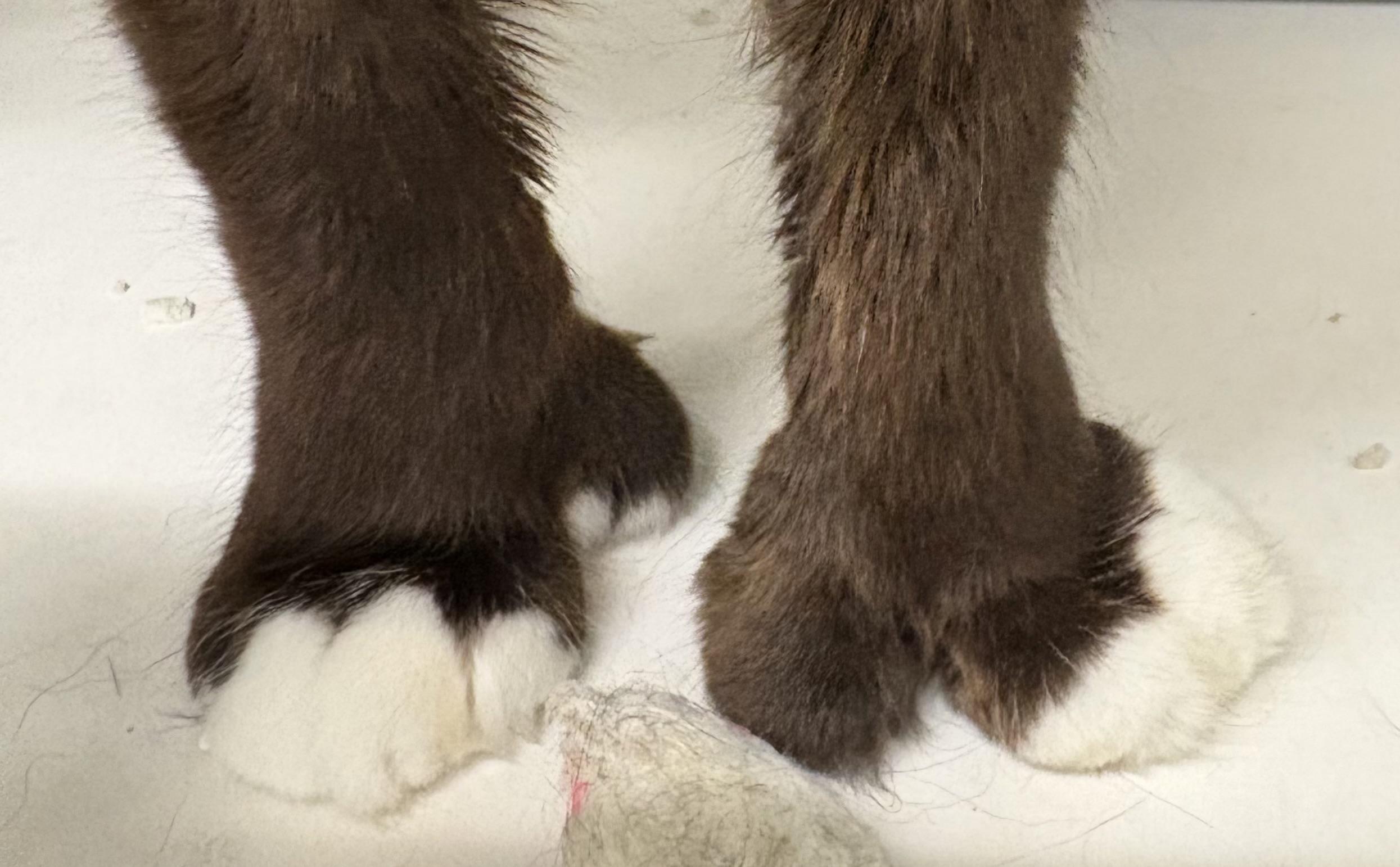 Maxwell, a ADOPTABLE Domestic Medium Hair in Mansfield, CT image 2/3