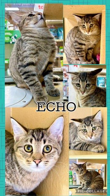 ECHO, Adoptable, Kitten Male Tabby.