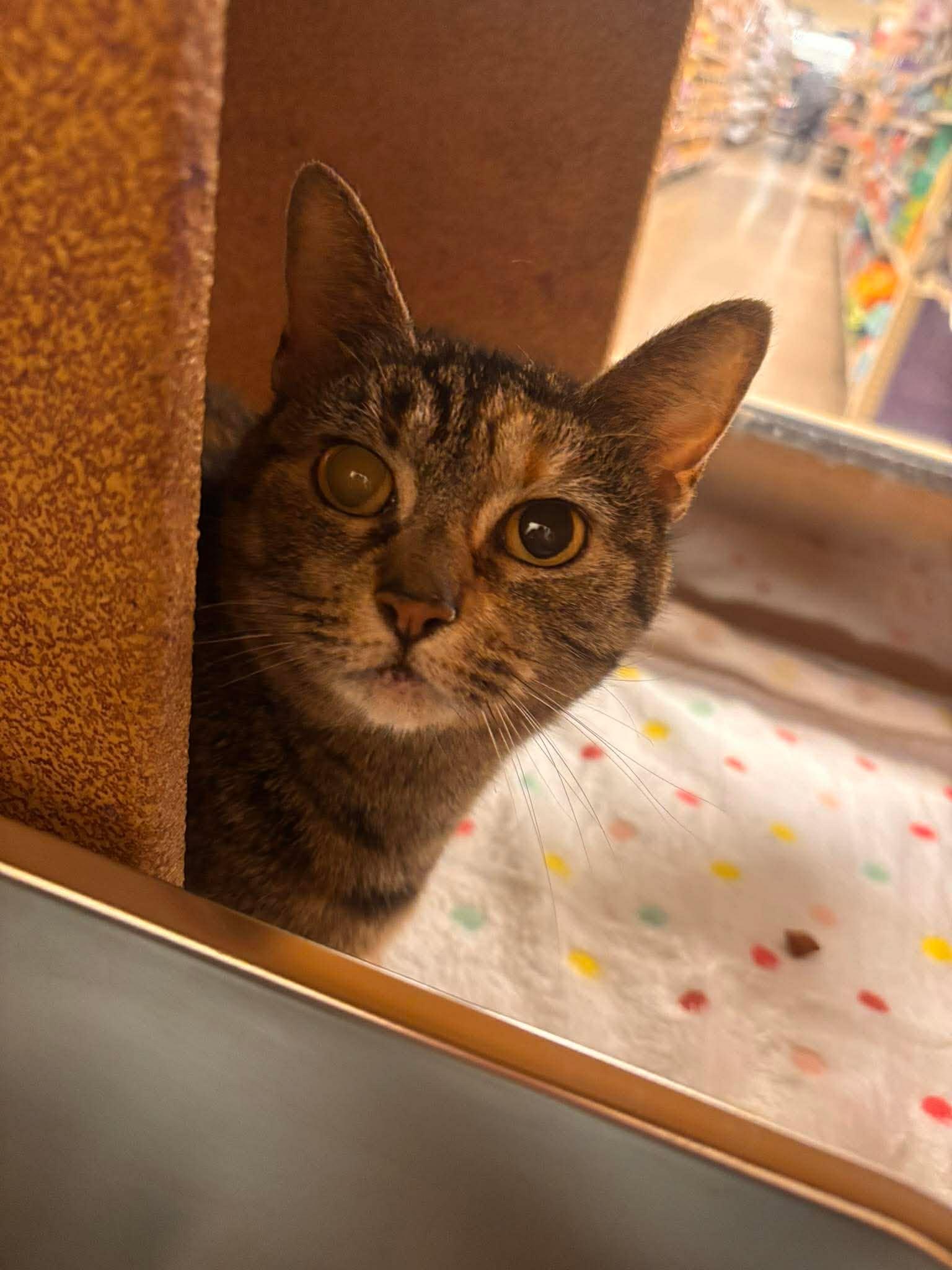 Koko, Adoptable, Young Female Domestic Short Hair.