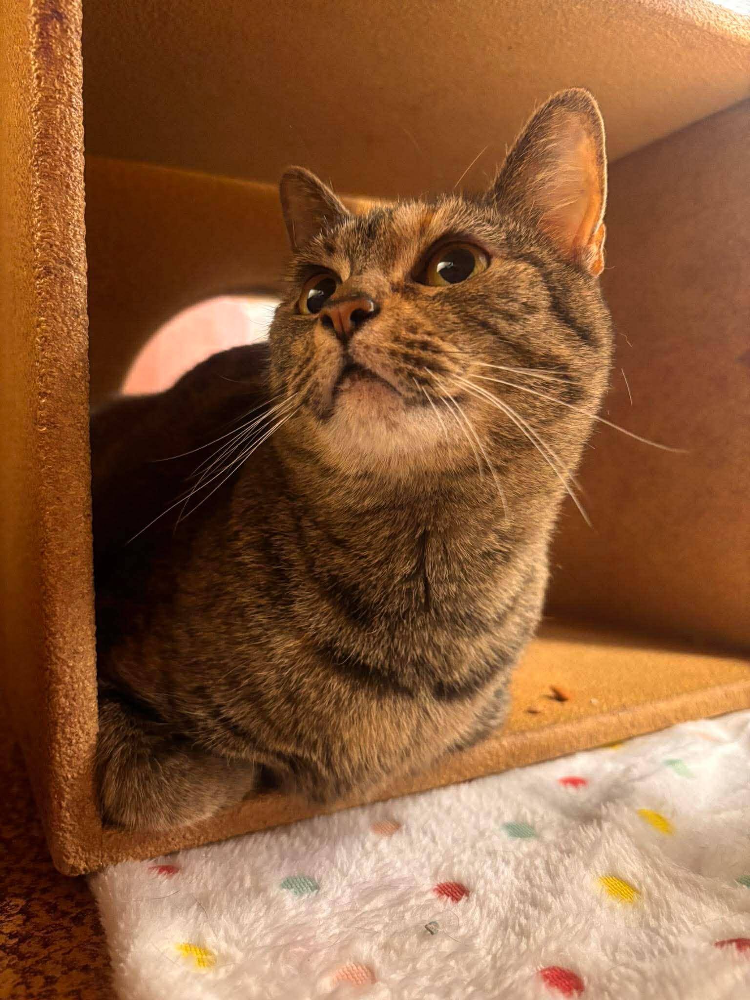 Koko, Adoptable, Young Female Domestic Short Hair.