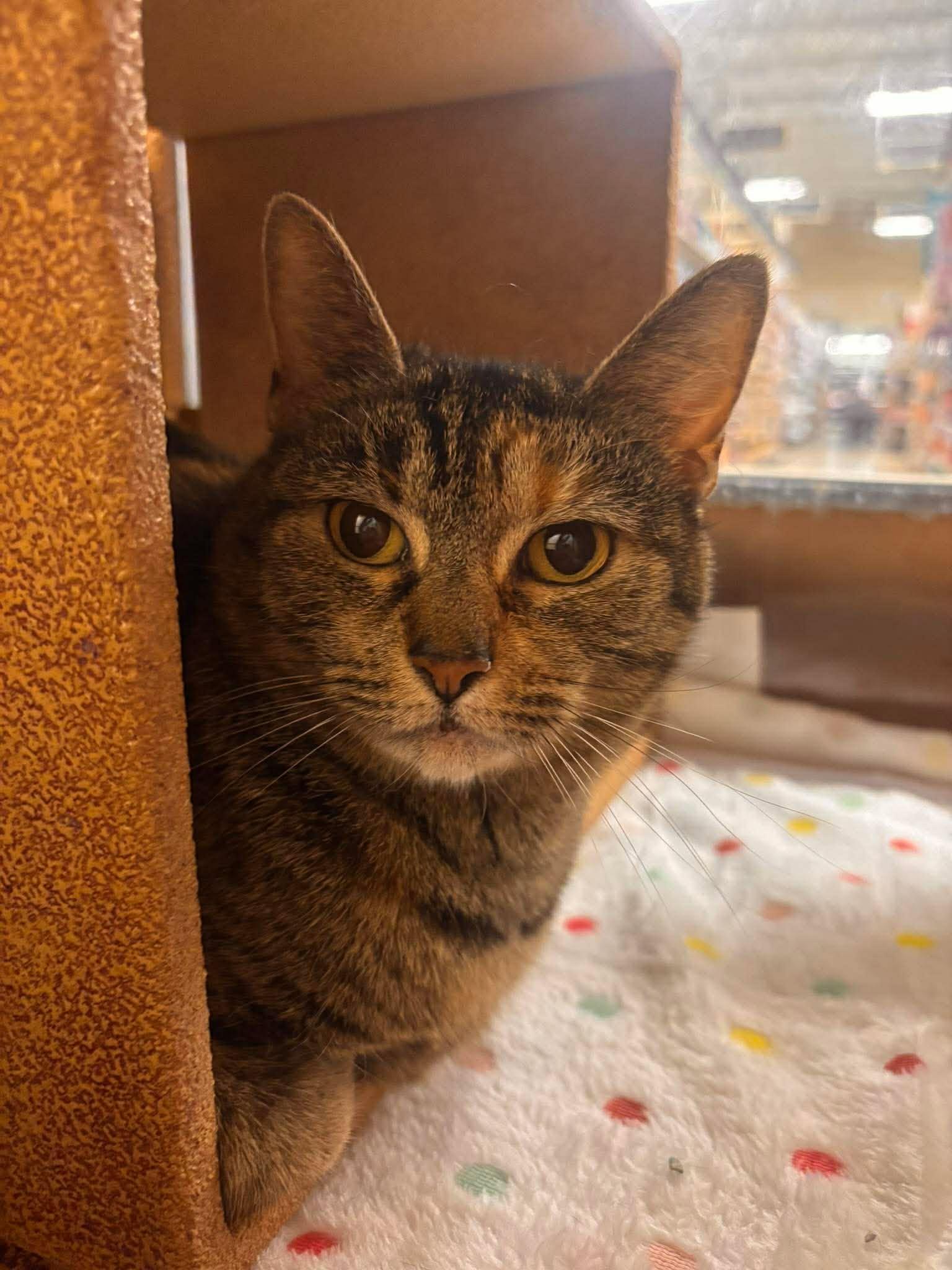 Koko, a Adoptable Domestic Short Hair in Sicklerville , NJ image 3/3