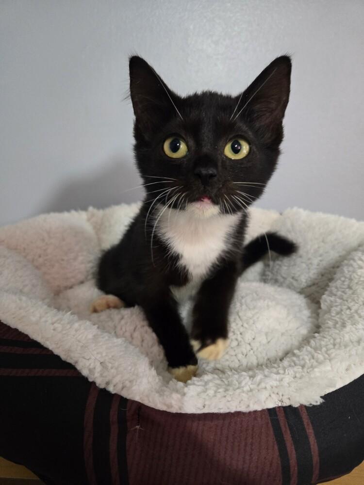 Enlarge Loulou, a Adoptable Domestic Short Hair in Kannapolis, NC image 4/6