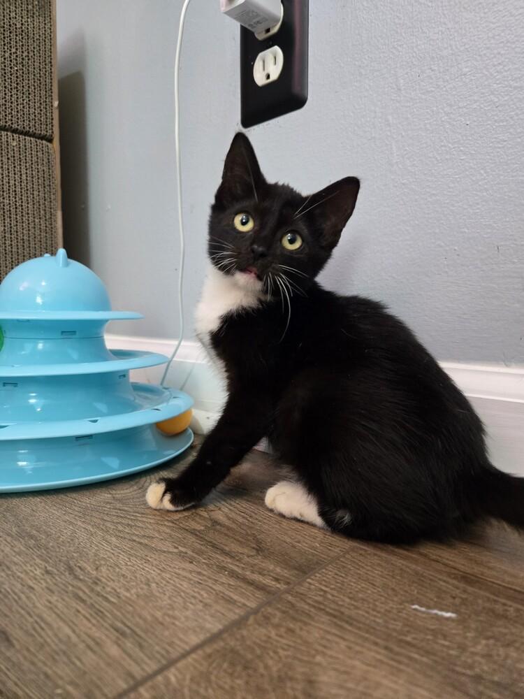 Enlarge Loulou, a Adoptable Domestic Short Hair in Kannapolis, NC image 5/6