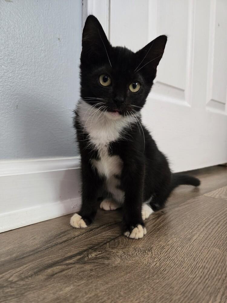 Enlarge Loulou, a Adoptable Domestic Short Hair in Kannapolis, NC image 6/6