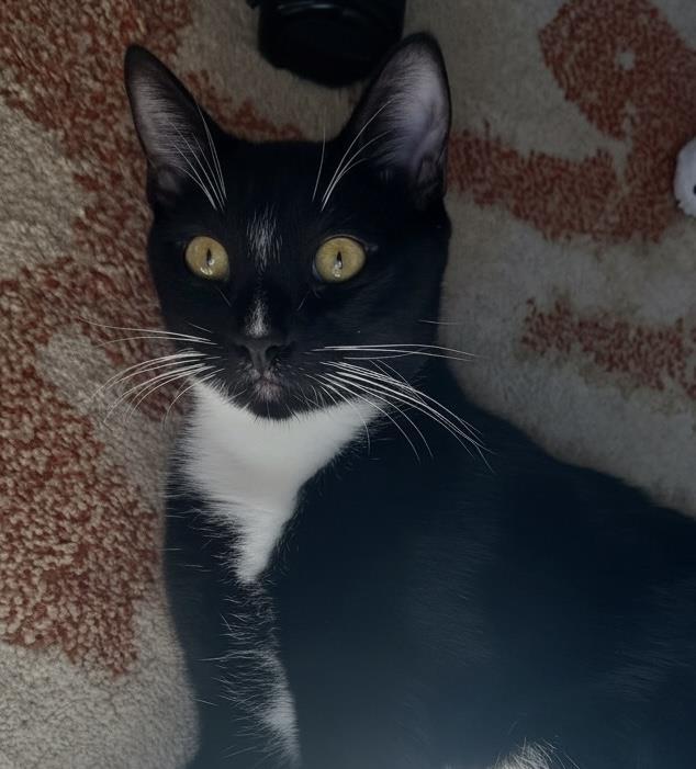 Ramon Rambler, Adoptable, Kitten Male Tuxedo & Domestic Short Hair.