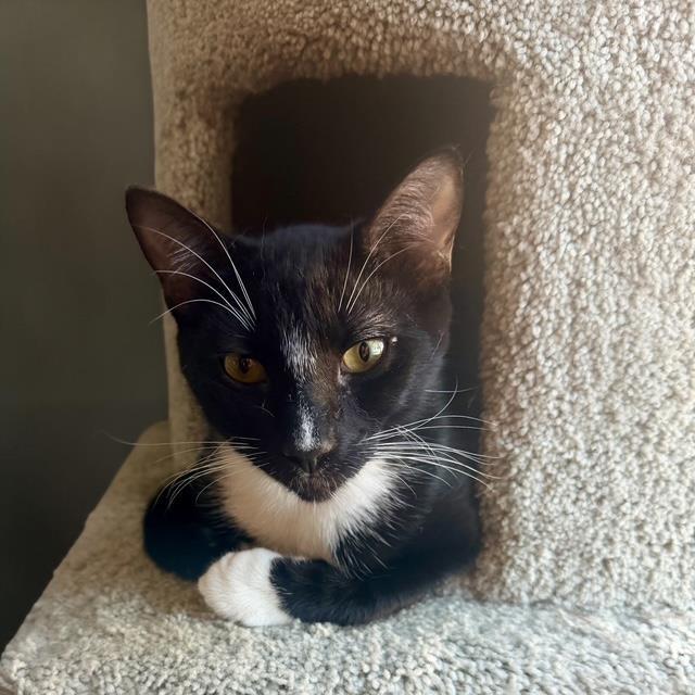 Enlarge Ramon Rambler, a Adoptable mixed breed in Chandler, AZ image 2/3