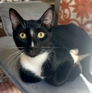 Enlarge Ramon Rambler, a Adoptable mixed breed in Chandler, AZ image 3/3