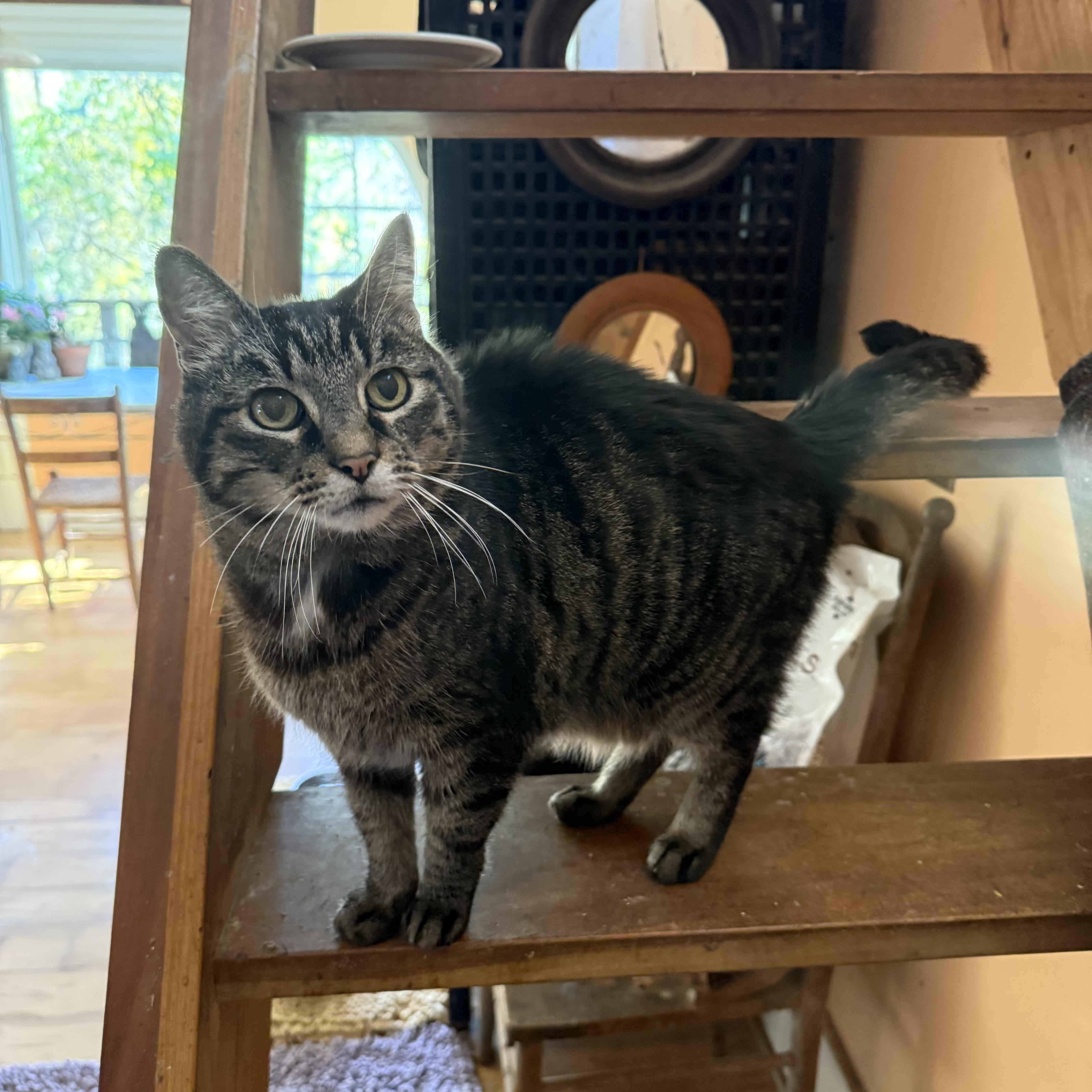 Dark George — thumbnail 2