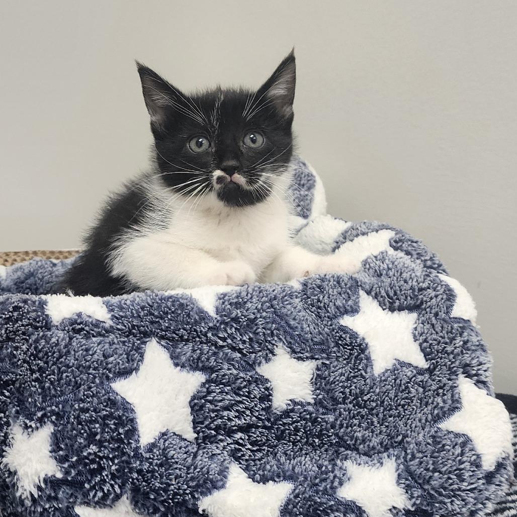 Maki, a Adoptable Domestic Short Hair in Toledo, OH image 1/2