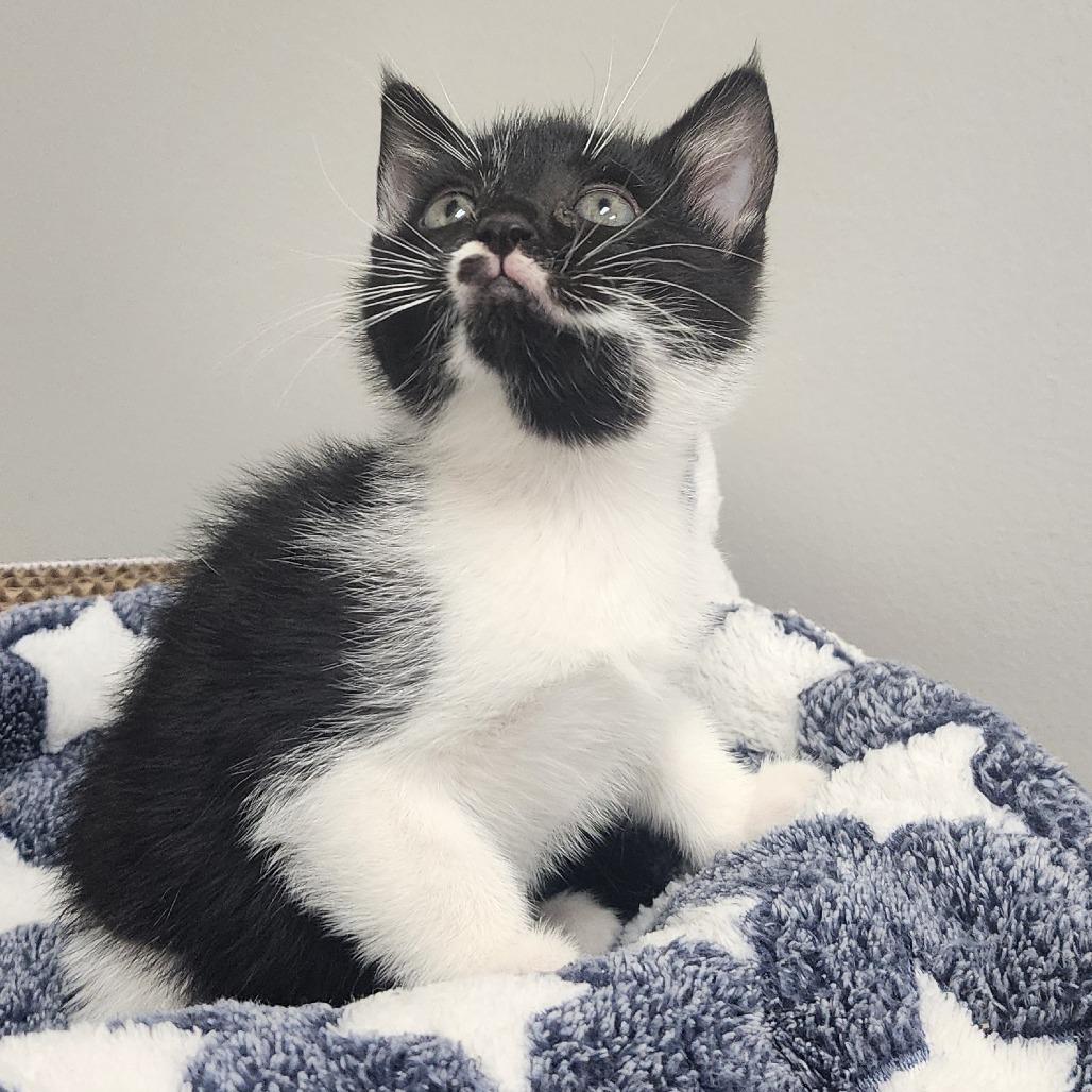 Maki, a Adoptable Domestic Short Hair in Toledo, OH image 2/2