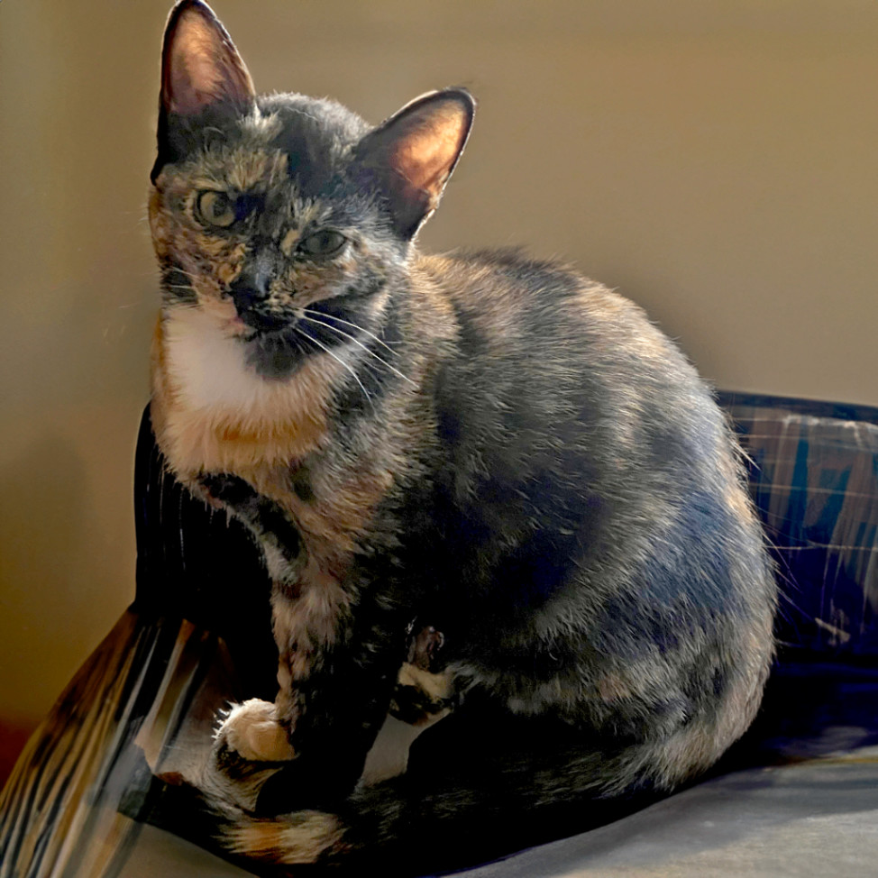 Dolly B, a Adoptable mixed breed in Somerset, KY image 3/4