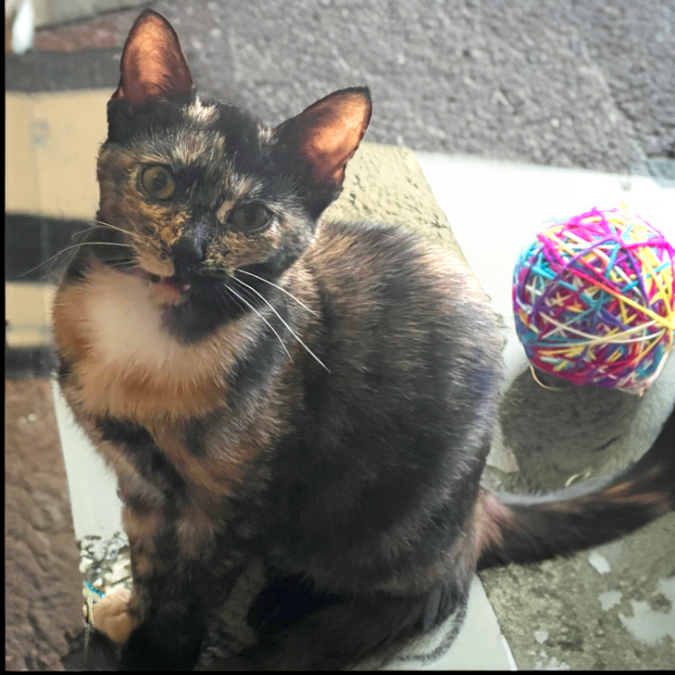 Dolly B, a Adoptable mixed breed in Somerset, KY image 4/4