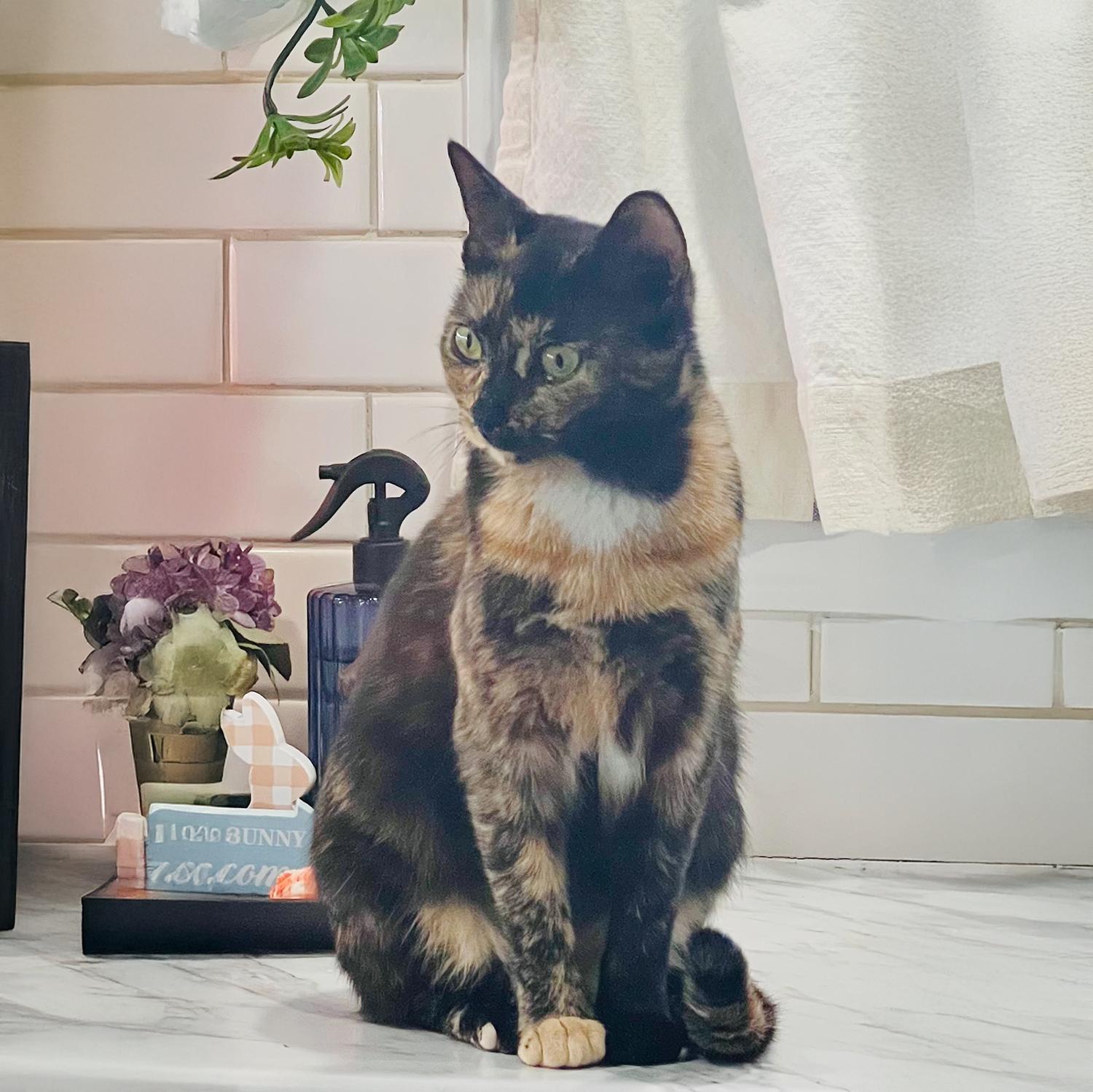 Dolly B, Adoptable, Kitten Female Domestic Short Hair & Tortoiseshell.