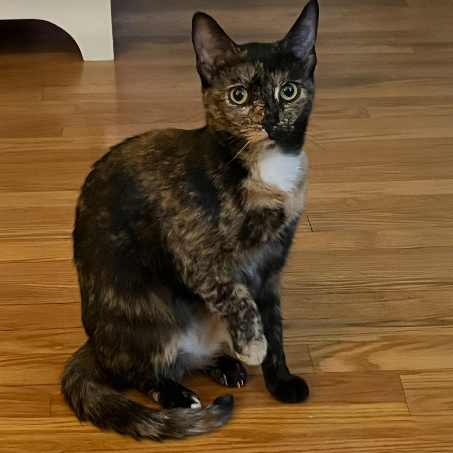 Dolly B, a Adoptable mixed breed in Somerset, KY image 2/4