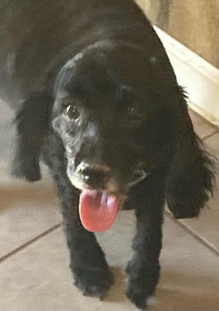 Mikki, Adoptable, Senior Female Cocker Spaniel.