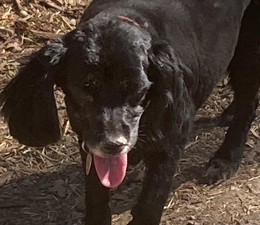 Mikki, a Adoptable Cocker Spaniel in Jamestown, CA image 2/2