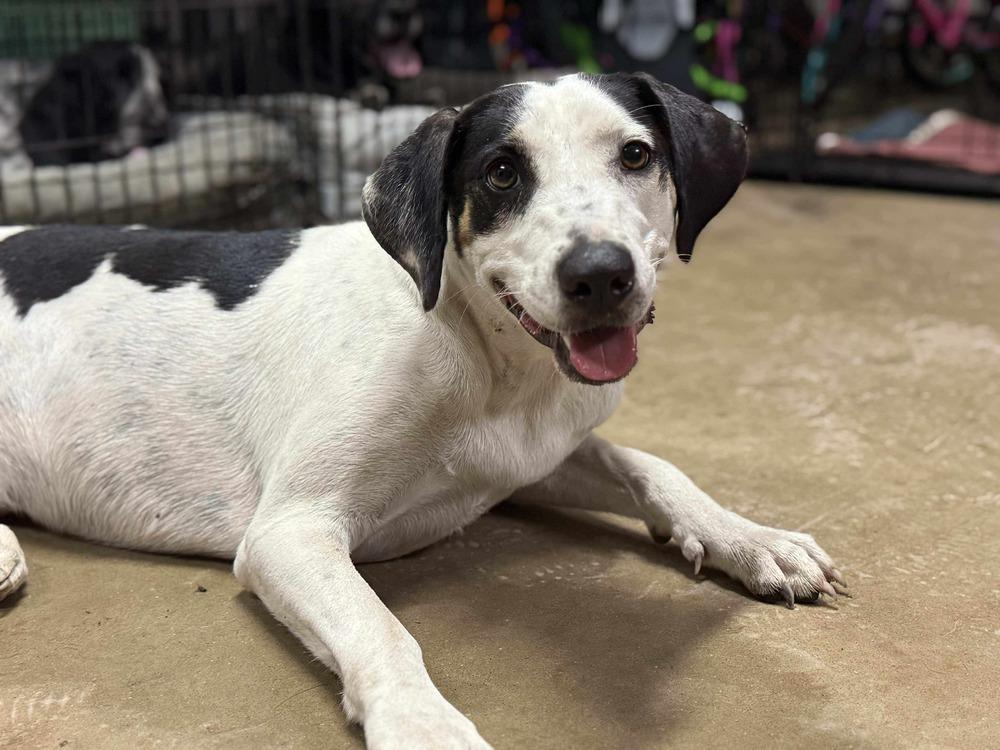 Kali, Adoptable, Young Female Catahoula Leopard Dog.