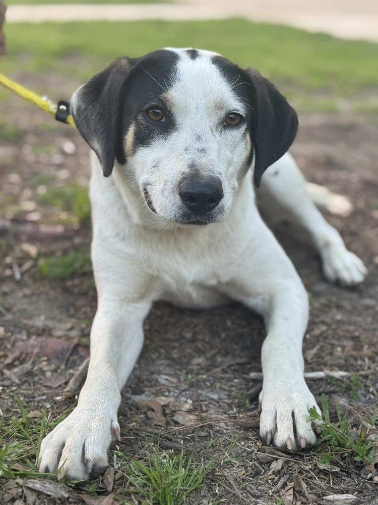 Enlarge Kali, a Adoptable mixed breed in Syracuse, NY image 2/6