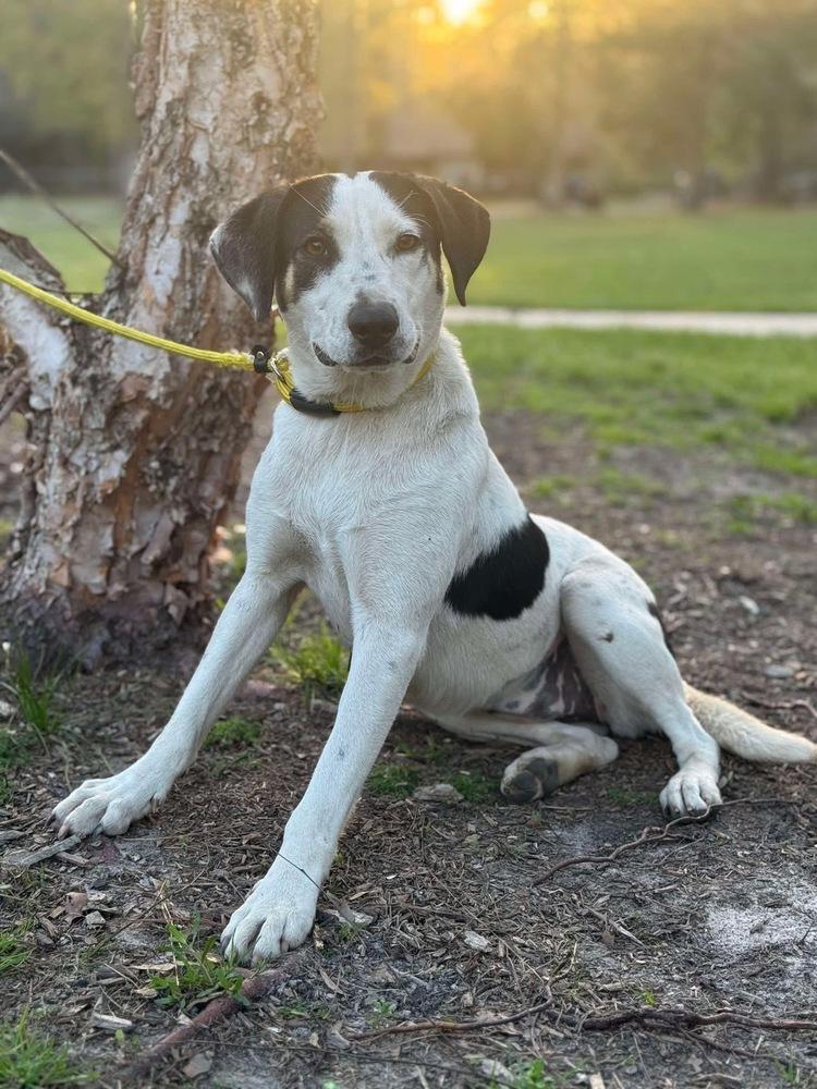 Enlarge Kali, a Adoptable mixed breed in Syracuse, NY image 3/6