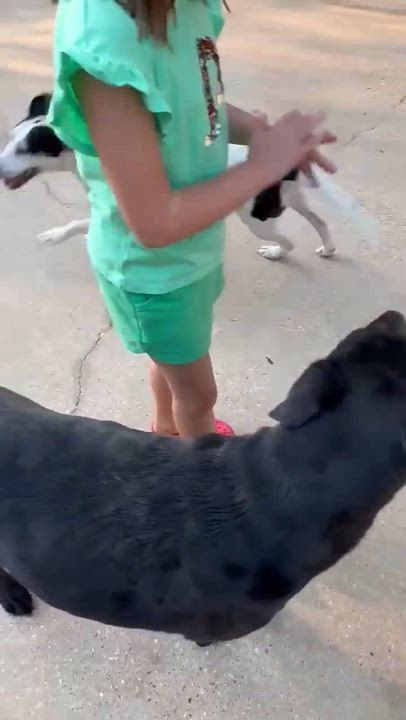 Enlarge Kali, a Adoptable mixed breed in Syracuse, NY video 4/6