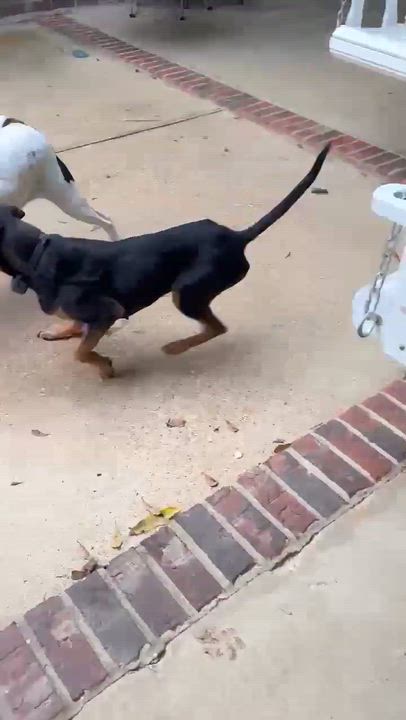 Enlarge Kali, a Adoptable mixed breed in Syracuse, NY video 5/6