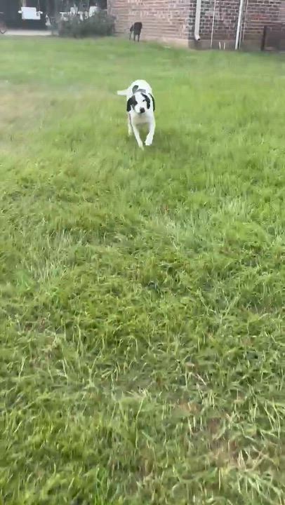 Enlarge Kali, a Adoptable mixed breed in Syracuse, NY video 6/6