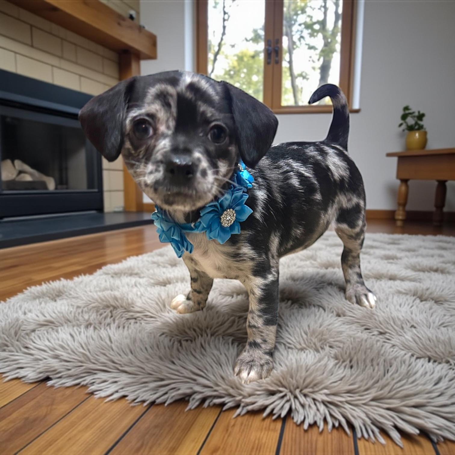 Mona, an adopted mixed breed in Downers Grove, IL , IL image 1/6