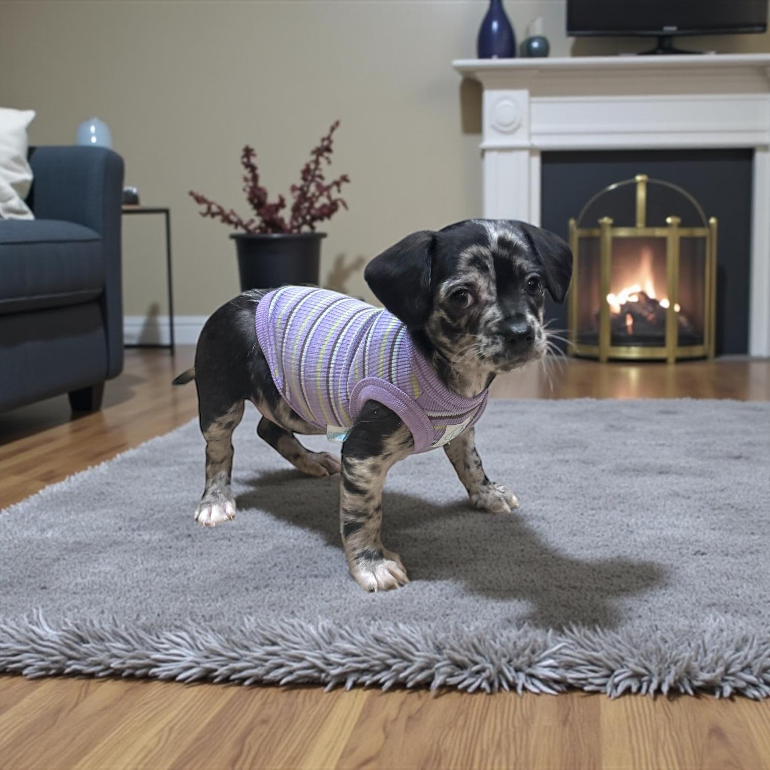 Mona, an adopted mixed breed in Downers Grove, IL , IL image 3/6