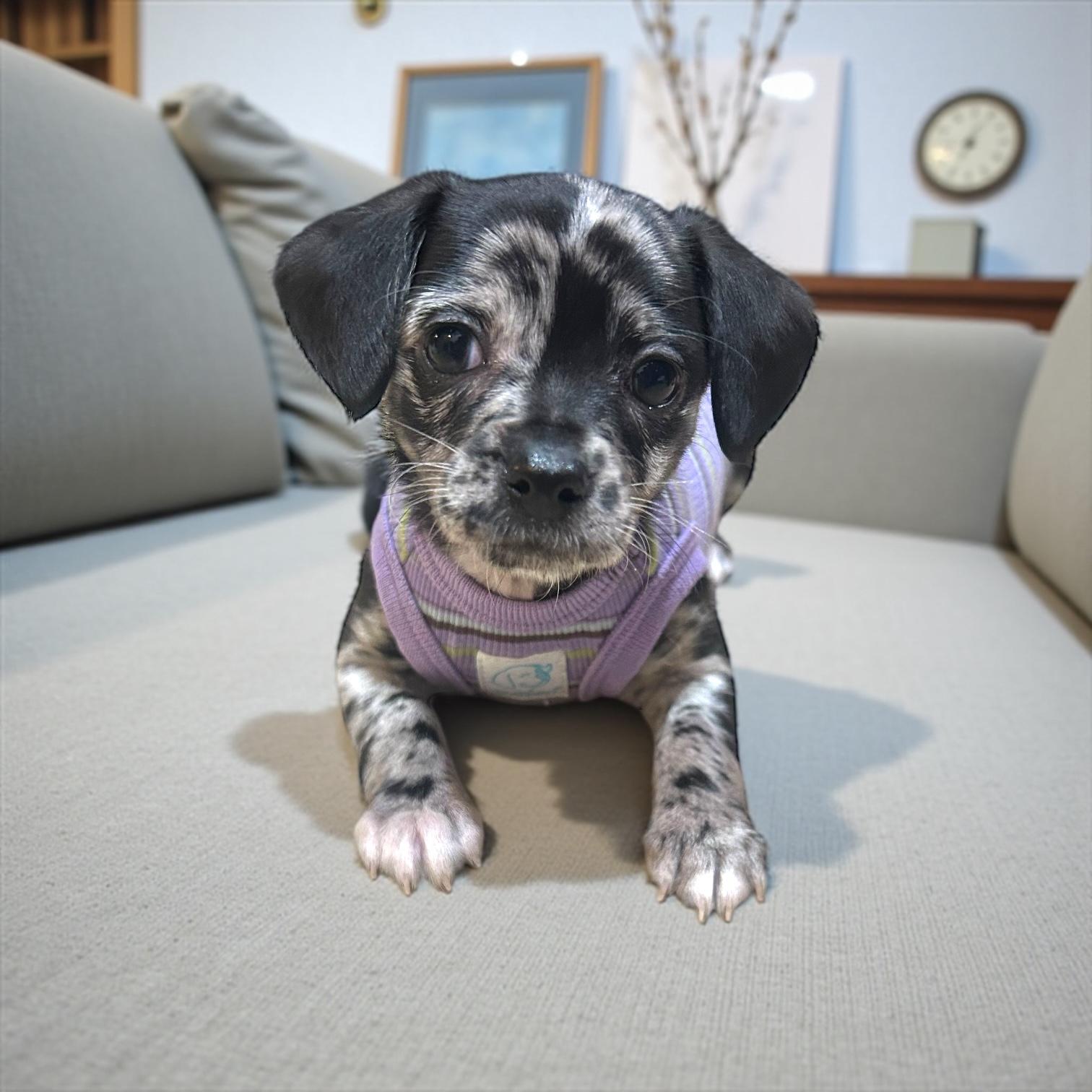 Mona, an adopted mixed breed in Downers Grove, IL , IL image 5/6