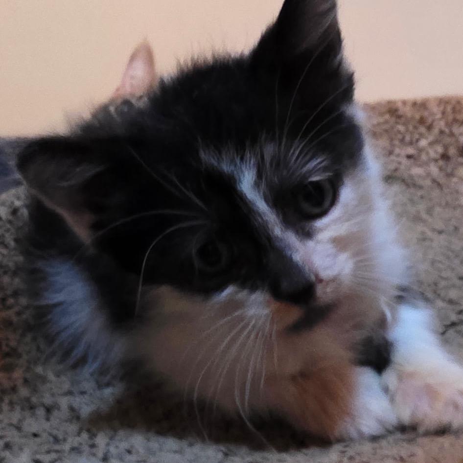 Bubbe-HW, Adoptable, Kitten Male Domestic Medium Hair.