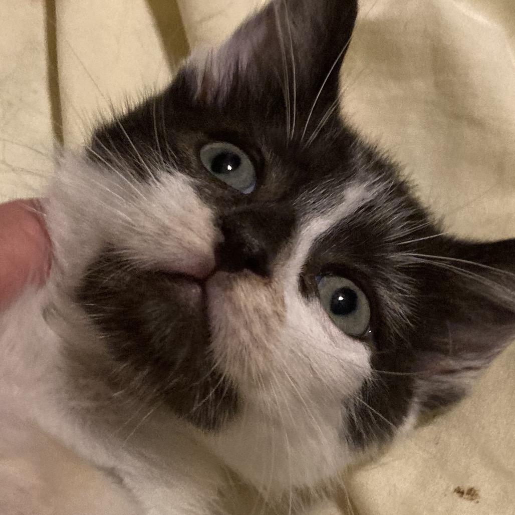 Bubbe-HW, a Adoptable Domestic Medium Hair in Tallahassee, FL image 2/6