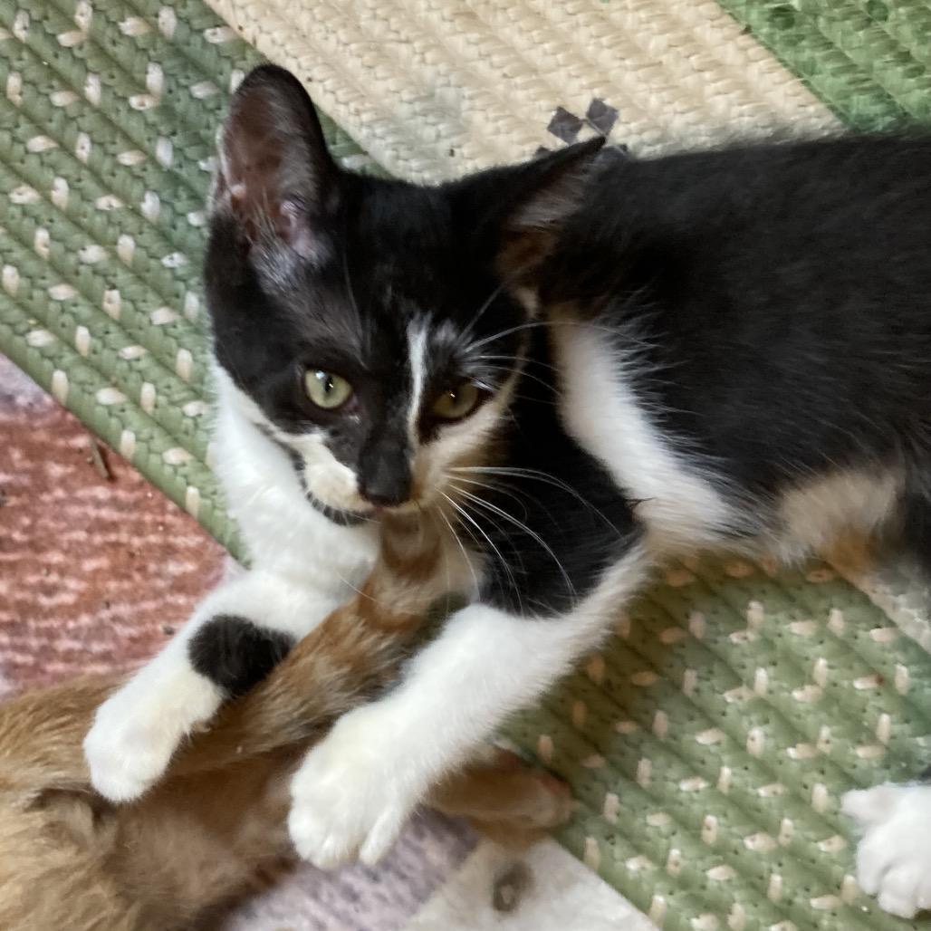 Bubbe-HW, a Adoptable Domestic Medium Hair in Tallahassee, FL image 3/6