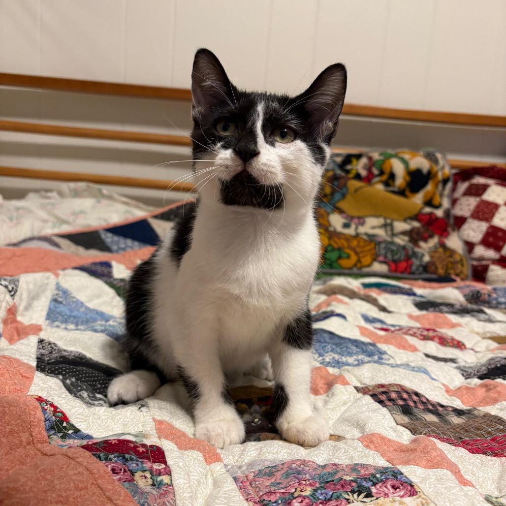 Bubbe-HW, a Adoptable Domestic Medium Hair in Tallahassee, FL image 4/6
