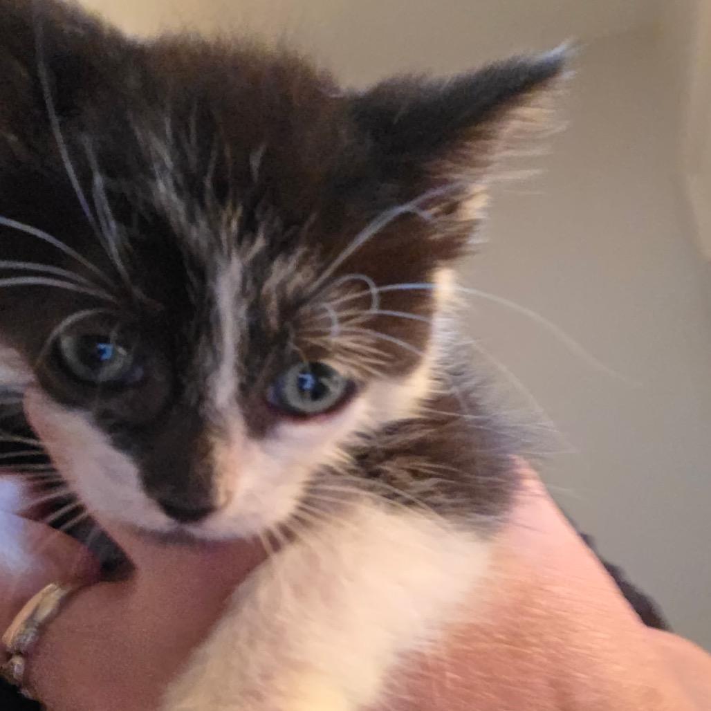 Bubbe-HW, a Adoptable Domestic Medium Hair in Tallahassee, FL image 5/6