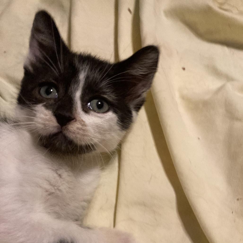 Bubbe-HW, a Adoptable Domestic Medium Hair in Tallahassee, FL image 6/6