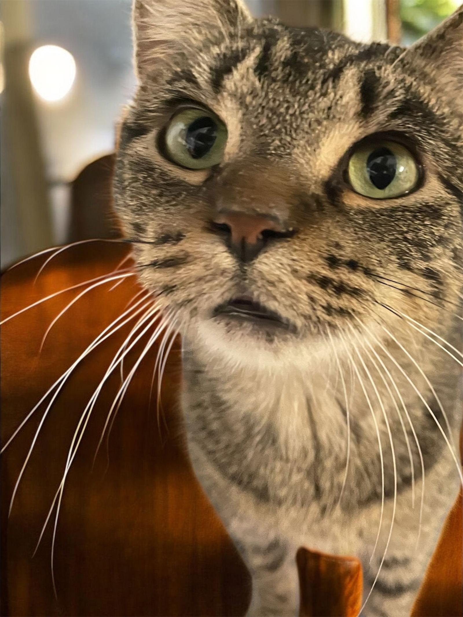 Maria, Adopted, Adult Female Domestic Short Hair.